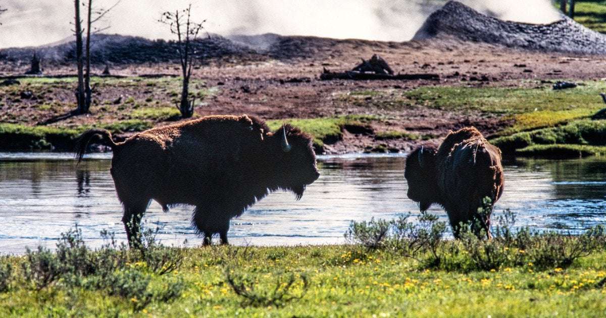 image for Bison gores Yellowstone visitor, tosses her 10 feet, park officials say