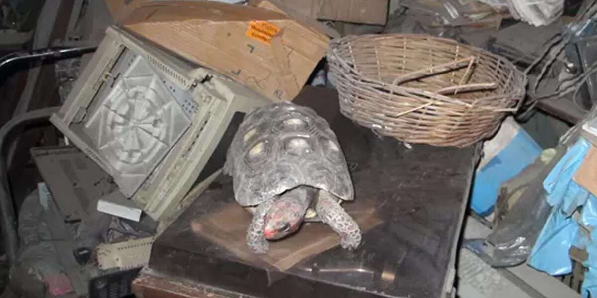 image for Missing Pet Tortoise Found In Attic 30 Years Later — Still Alive And Well