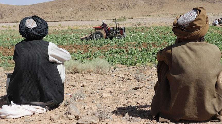 image for Taliban eradicating Afghanistan's poppy cultivation to wipe out opium and heroin production
