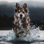 image for ITAP of an Australian Shepherd in the water