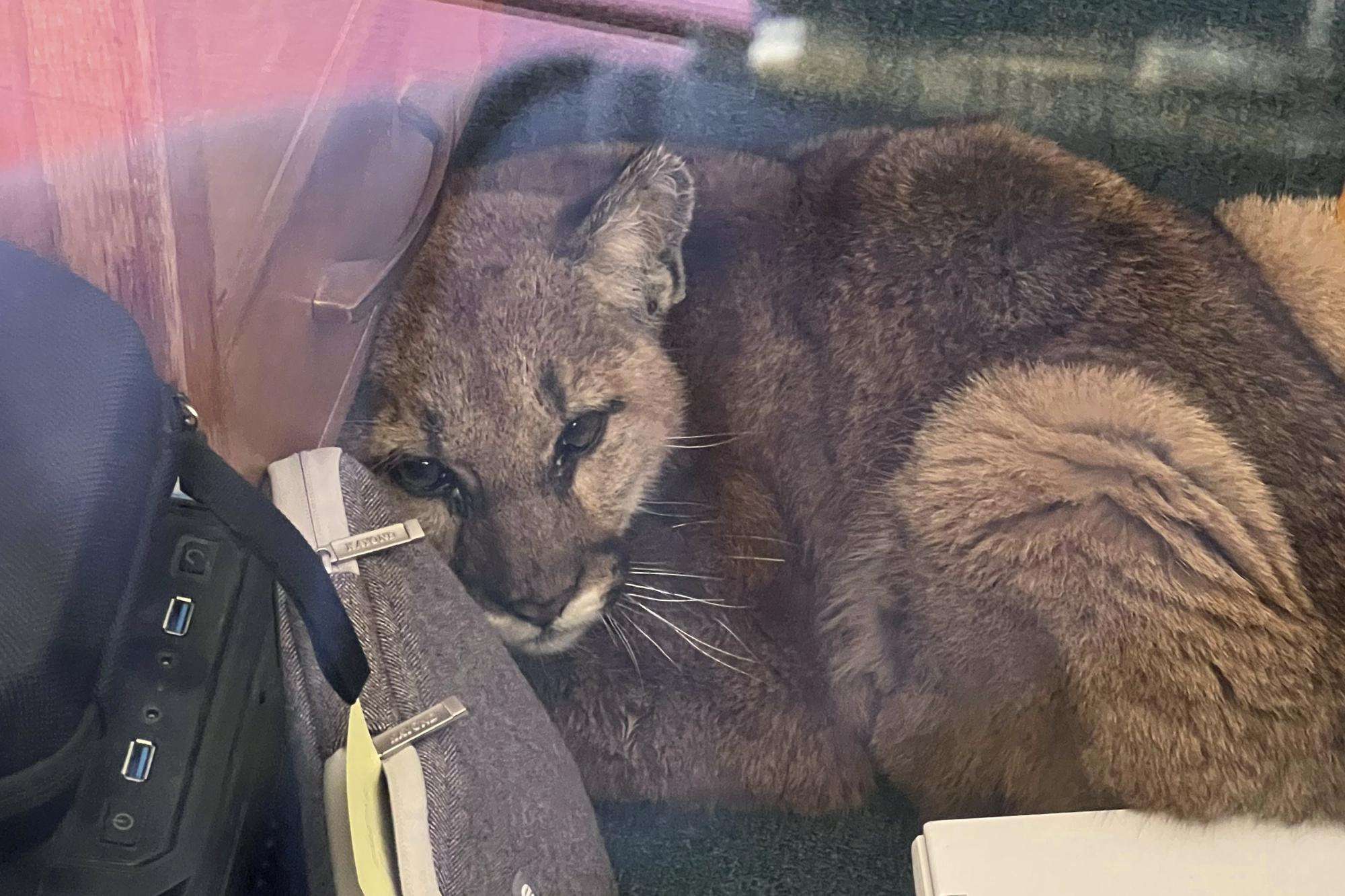 image for Janitor corrals curious cougar in empty California classroom