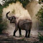 image for ITAP of a Pregnant Elephant in Yala, Sri Lanka