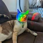 image for Woke Up To My Cat Laying Just Purrfectly Where My Light Catcher Was Shining A Rainbow [OC]