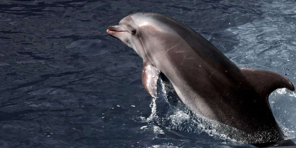 image for Russia-Ukraine War Is Killing Dolphins in Black Sea, Scientists Warn