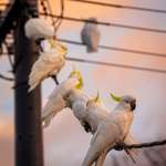 image for ITAP of some cockatoos