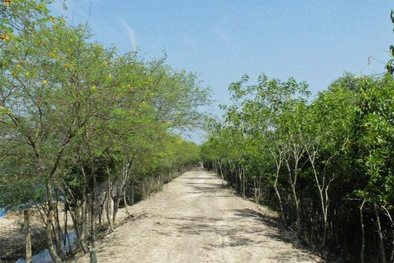 image for Bangladeshi coastal communities plant mangroves as a shield against cyclones