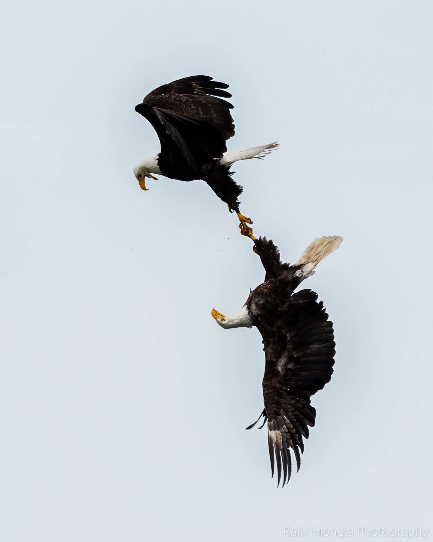 image showing A pair of eagles interlocked. Been after this shot for years