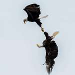 image for A pair of eagles interlocked. Been after this shot for years