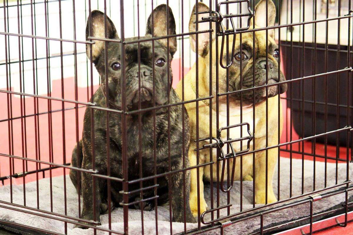image for New York Passes Bill to Ban the Sale of Dogs, Cats, and Rabbits in Pet Stores