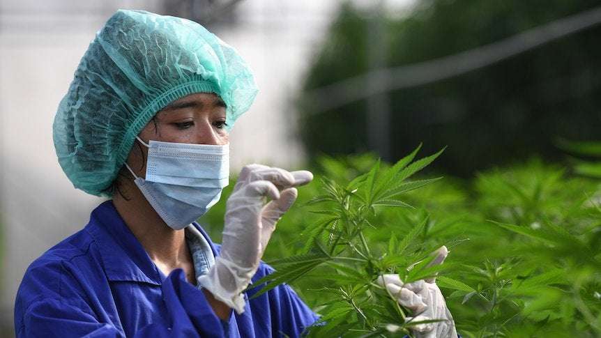 image for Thailand removes cannabis from narcotics list, decriminalises growing plants at home