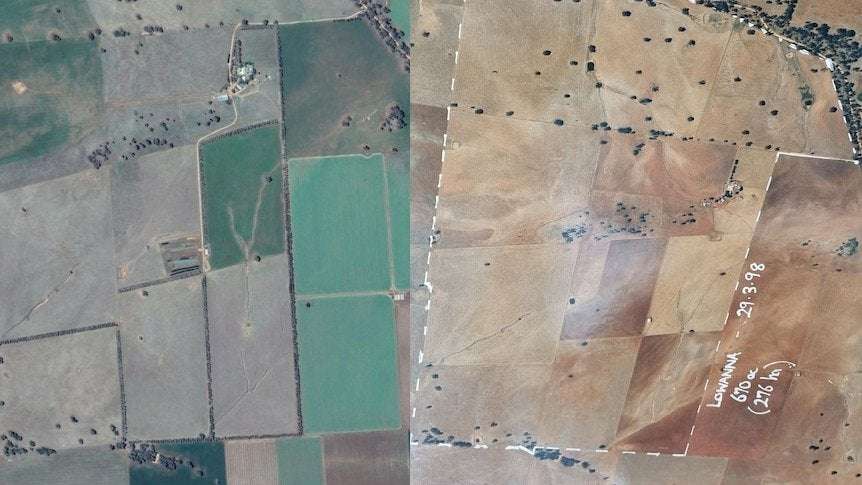 image for Farm in NSW central west given new lease on life after 15,000 trees planted in shelterbelts
