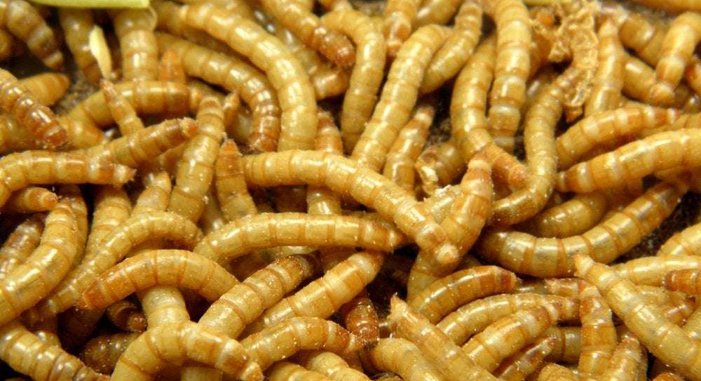 image for Mealworms Can Eat Toxic Polystyrene Foam Safely
