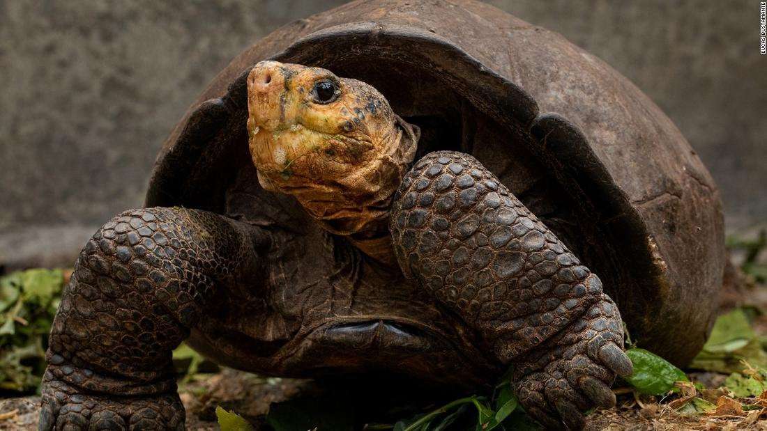 image for Galapagos tortoise species was thought to be extinct until a female loner's discovery