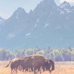 image for ITAP of a bison grazing near the Tetons