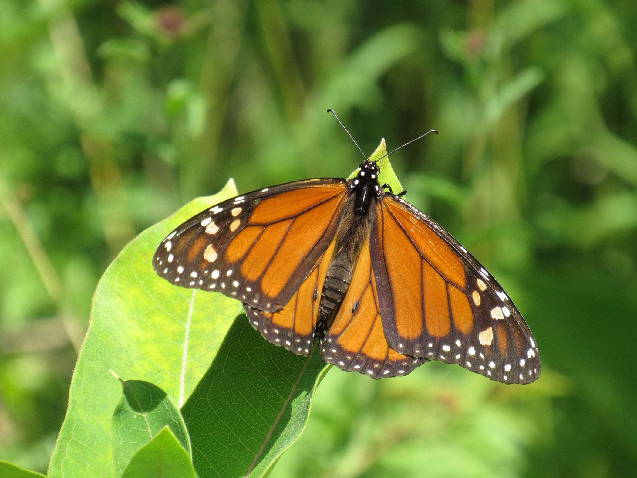 image for Monarch butterfly populations are thriving in North America
