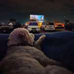 image for ITAP of my dog at a drive in theater