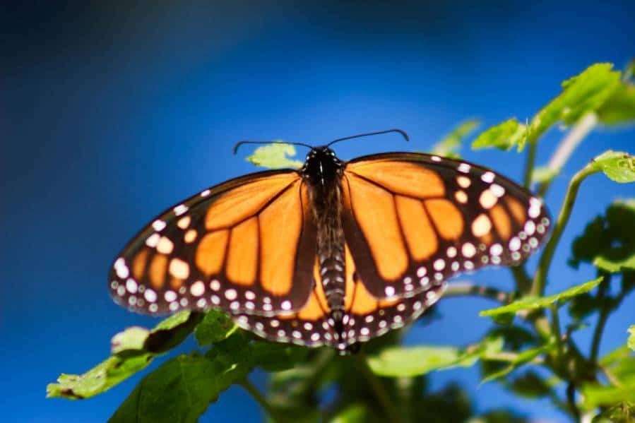 image for Good news: Monarch butterfly populations are thriving in North America