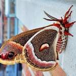 image for Cecropia moth I saw at work.