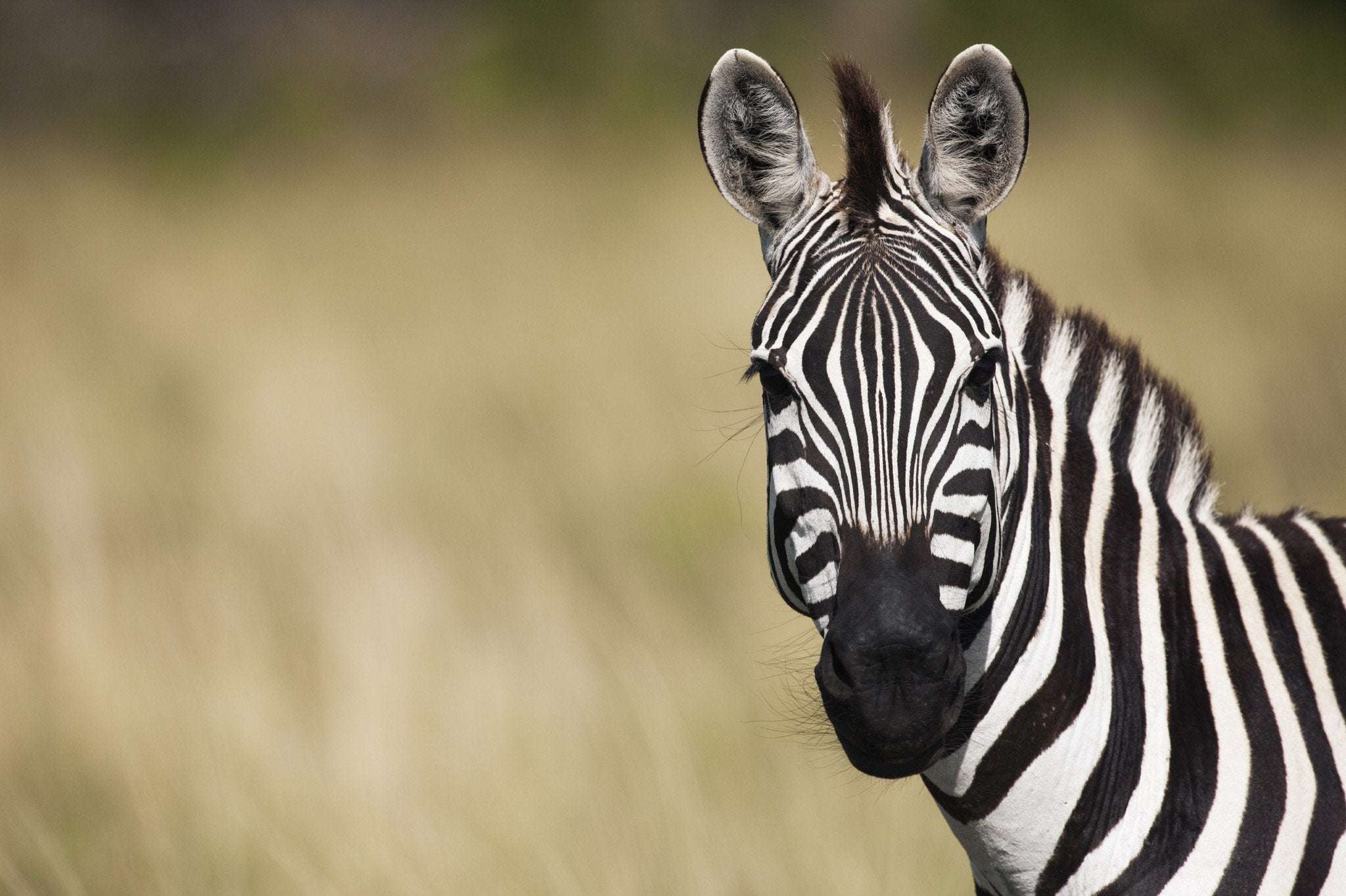 image for Cyclist on California mountains chased down by angry zebra