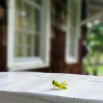 image for ITAP of a tiny grasshopper on the porch railing
