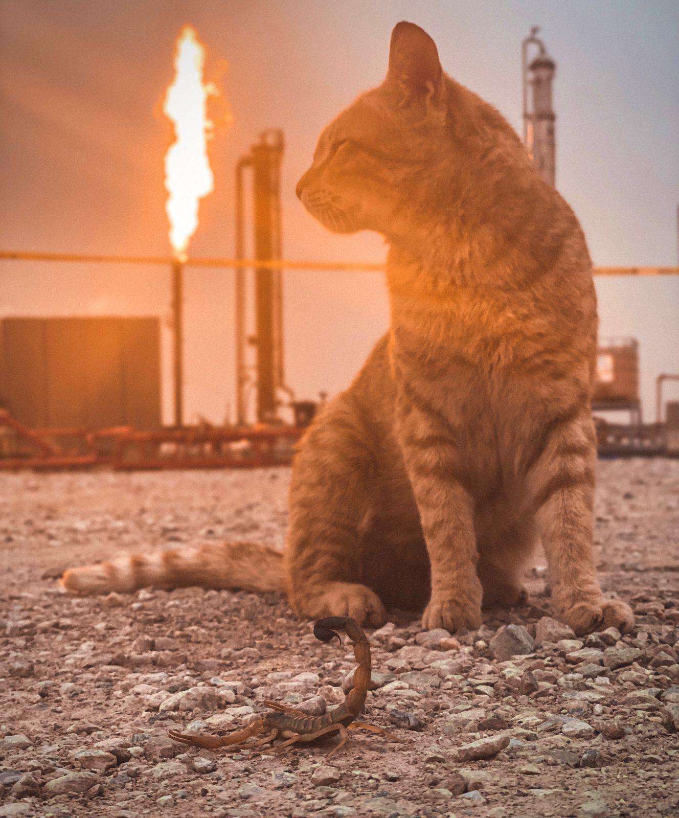 image showing ITAP of The cat, The Scorpion and The Field.