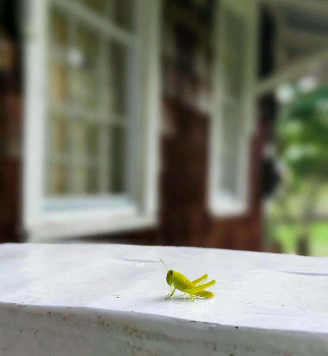 image showing ITAP of a tiny grasshopper on the porch railing