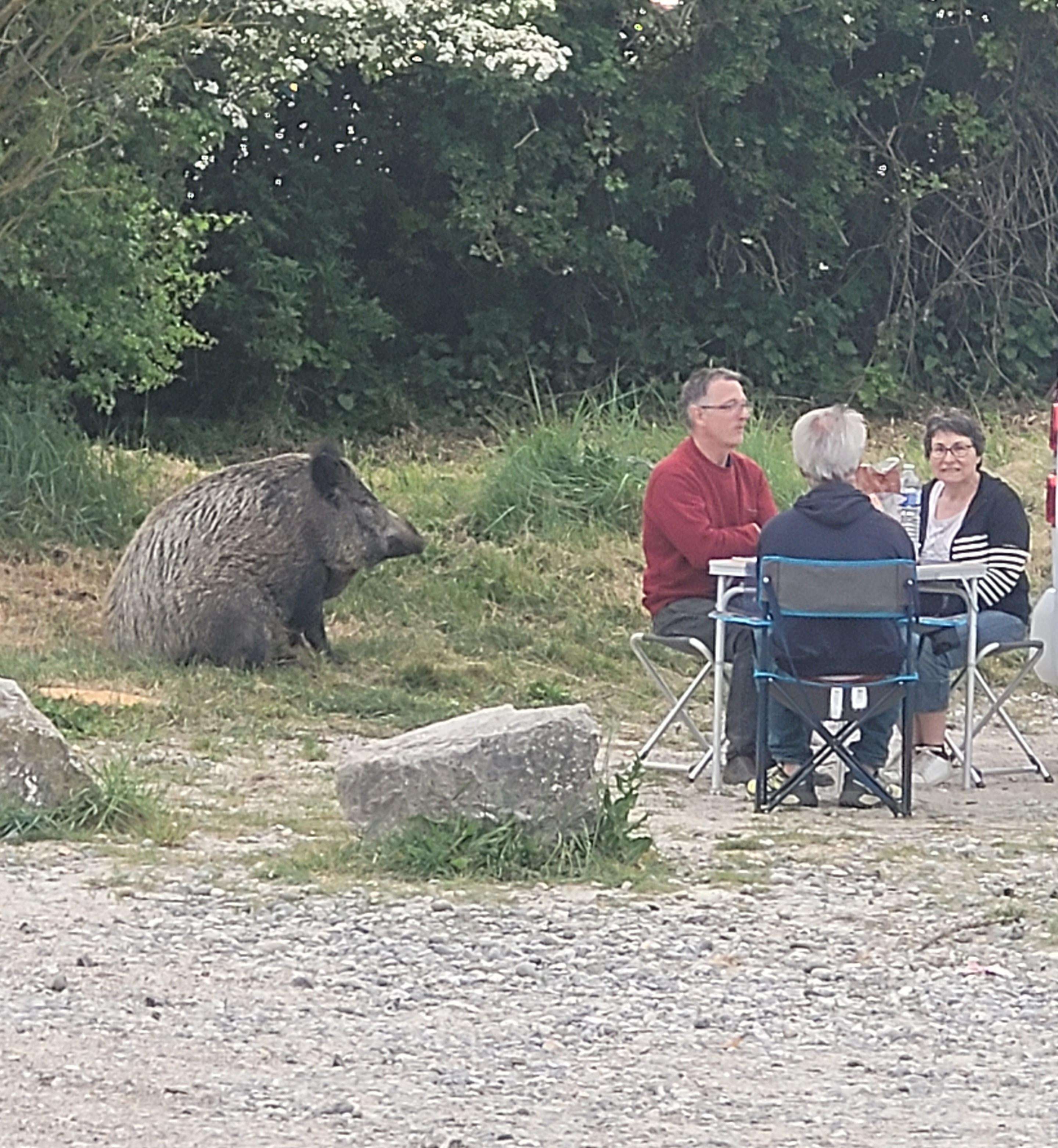 image showing [OC] Wild boar chilling with humans