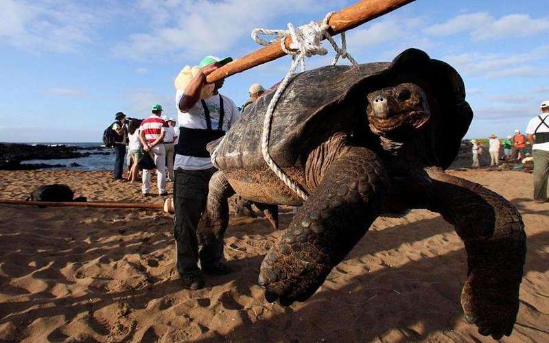 image for Extinct 'fantastic giant tortoise' found alive on the Galápagos Islands