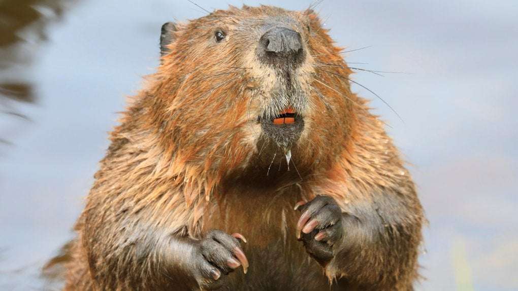 image for Single beaver caused mass internet, cell service outages in Northern B.C.