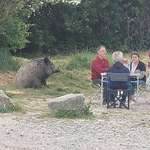 image for [OC] Wild boar chilling with humans