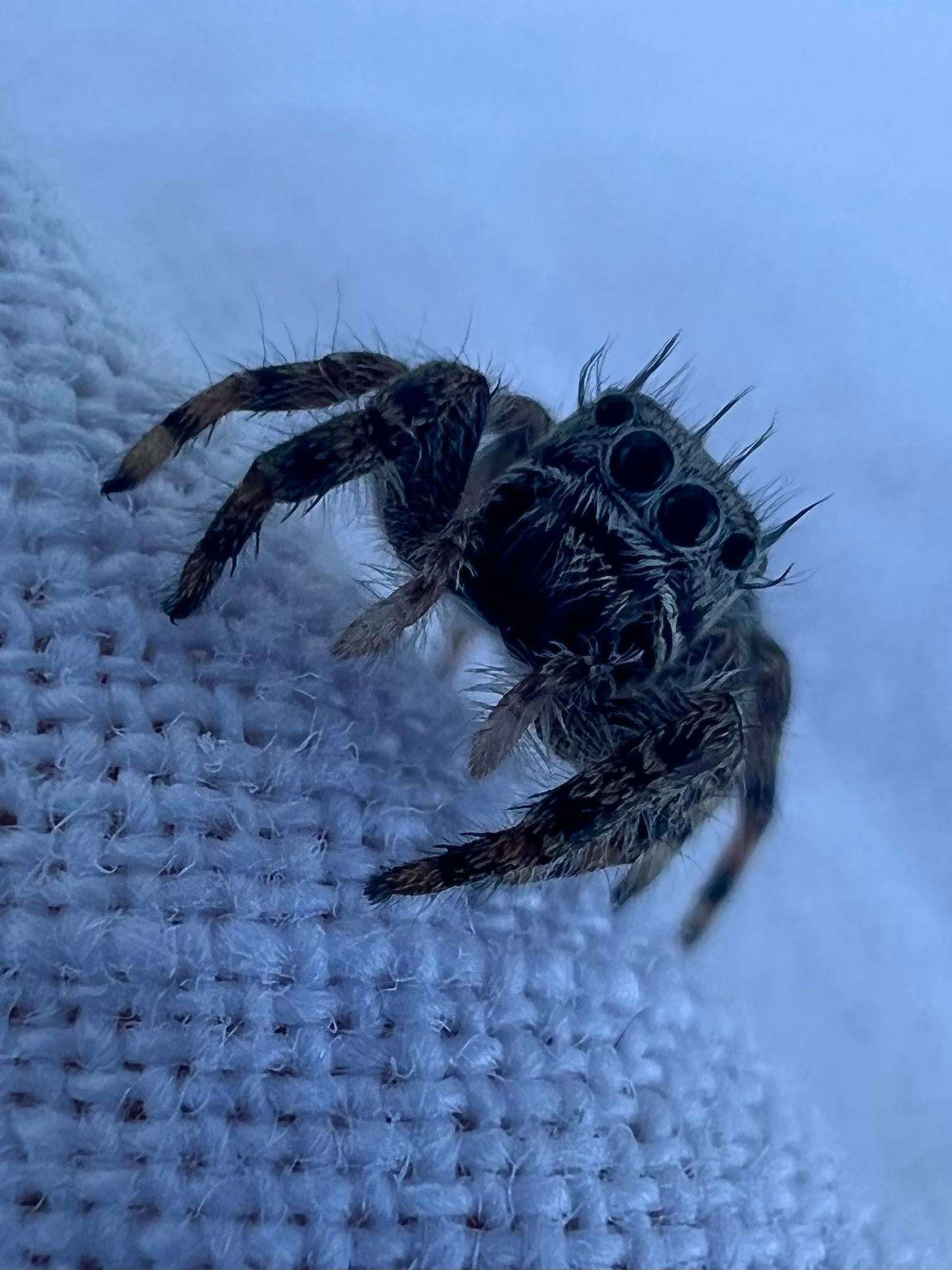 image showing ITAP of a jumping spider that jumped onto my shoulder