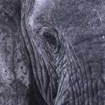 image for [OC] Here's an African Elephant I drew in charcoal. ~100 hours work. Have a great Wednesday!