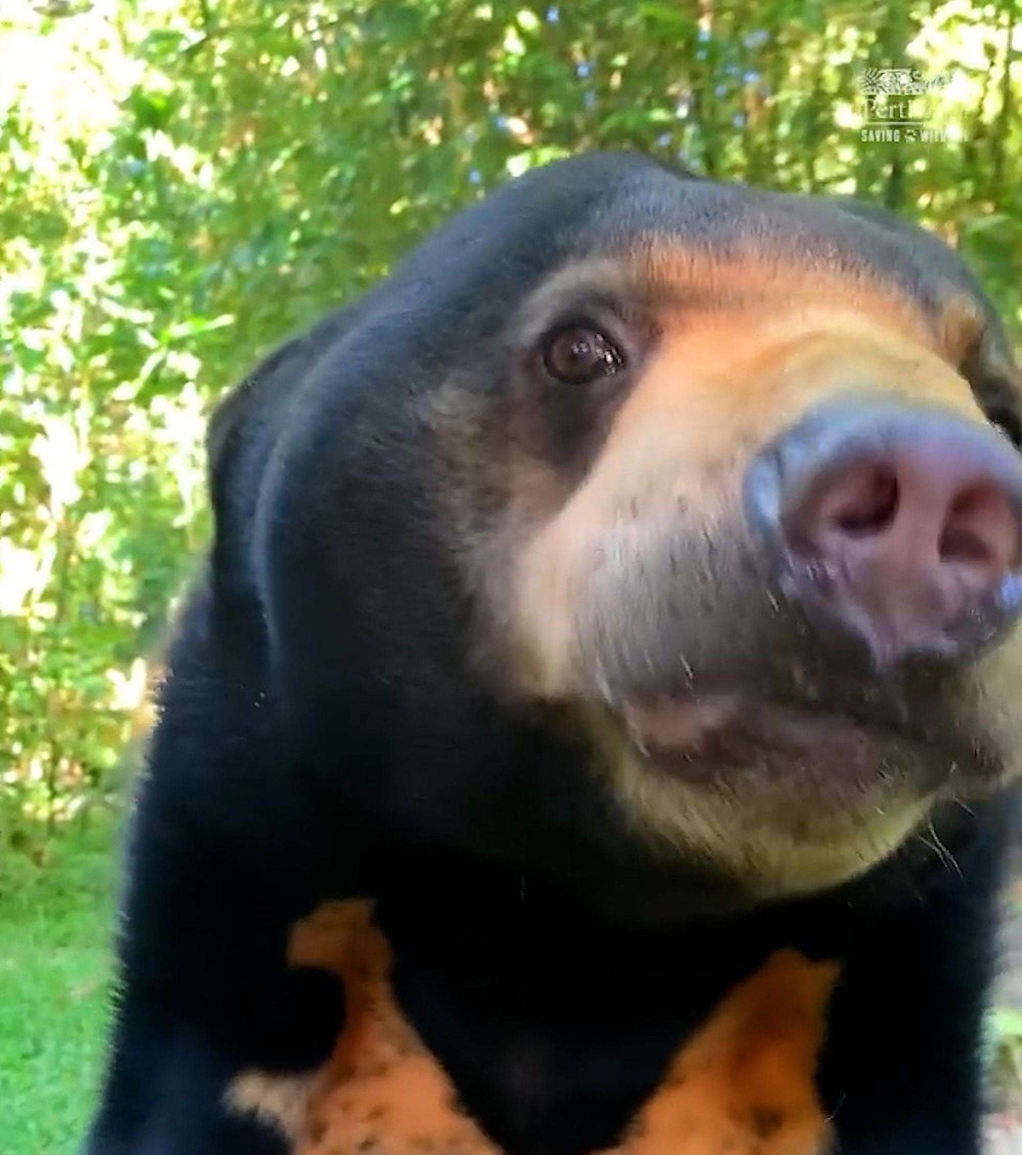 image for Rare Sun Bears Rescued From Animal Traffickers Get Health Checkup