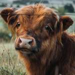 image for I took a picture of this cute cow