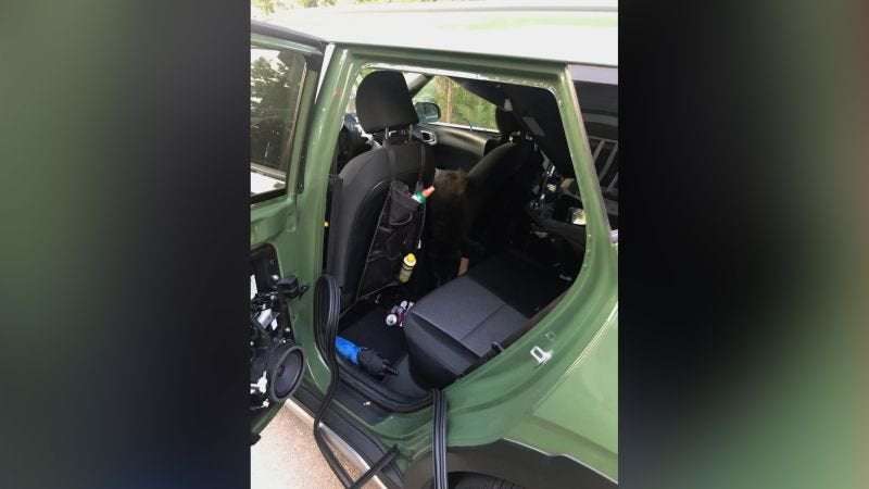 image for Bear dies after getting trapped in a hot car while searching for food in Tennessee