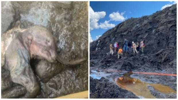 image for 'She's perfect and she's beautiful': Frozen baby woolly mammoth discovered in Yukon gold fields