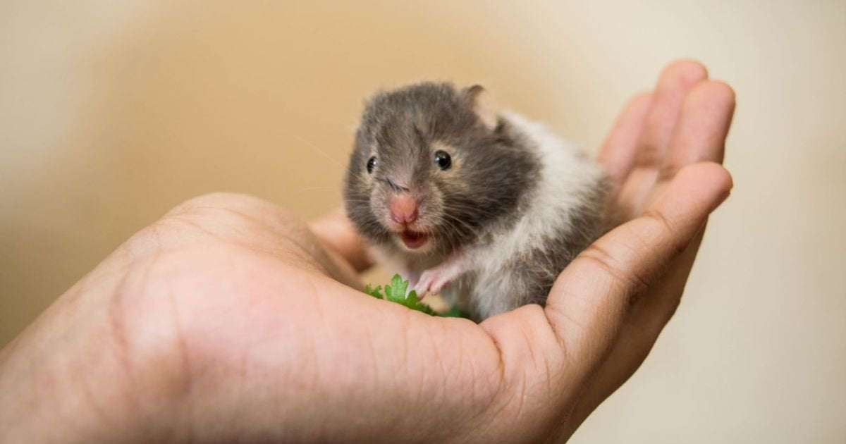 image for Gene editing gone wrong: Scientists accidentally create angry hamsters