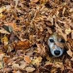 image for ITAP of my dog in a leaf pile
