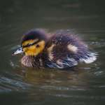 image for ITAP of a Mallard Chick