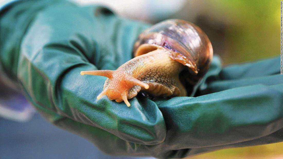 image for A Florida county is quarantining after discovery of invasive Giant African land snail