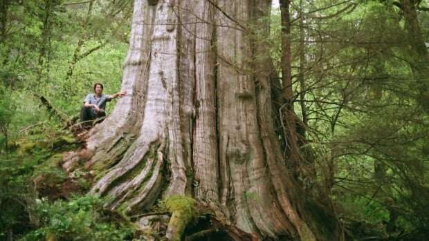 image for Biologist finds behemoth tree in North Vancouver nearly as wide as a Boeing 747 airplane cabin