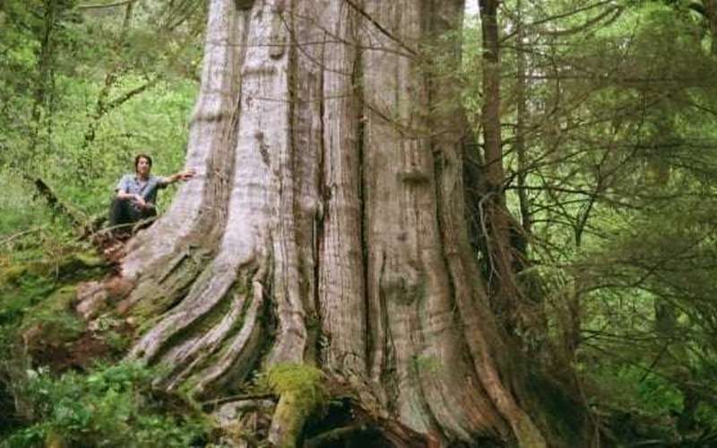 image for Biologist finds behemoth tree in North Vancouver nearly as wide as a Boeing 747 airplane cabin