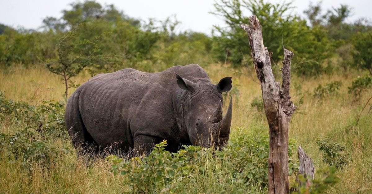 image for After 40 years of extinction, rhinos return to Mozambique
