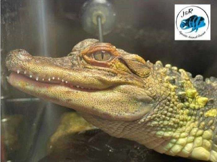 image for Alligator found swimming in Wisconsin lake