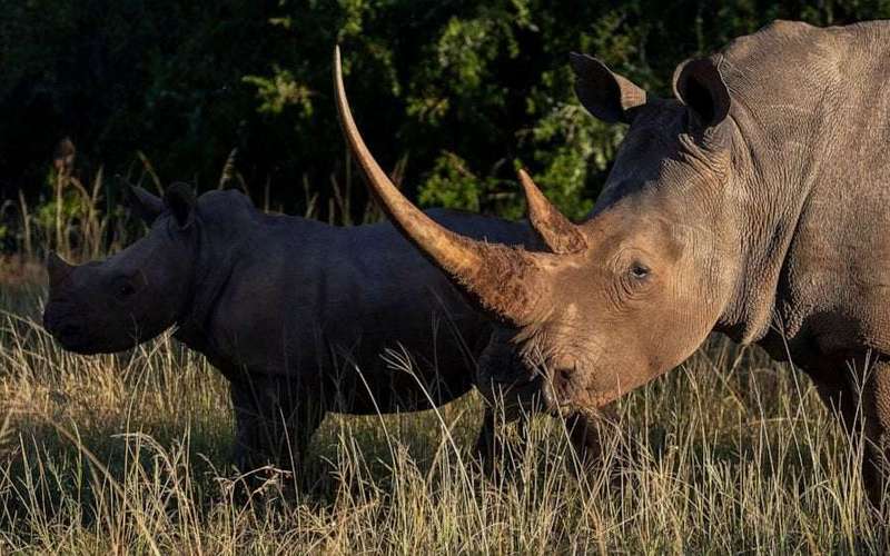 image for Rhino population gets a new sanctuary in Mozambique