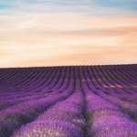 image for A field of lavender, Hitchin, Hertfordshire, UK