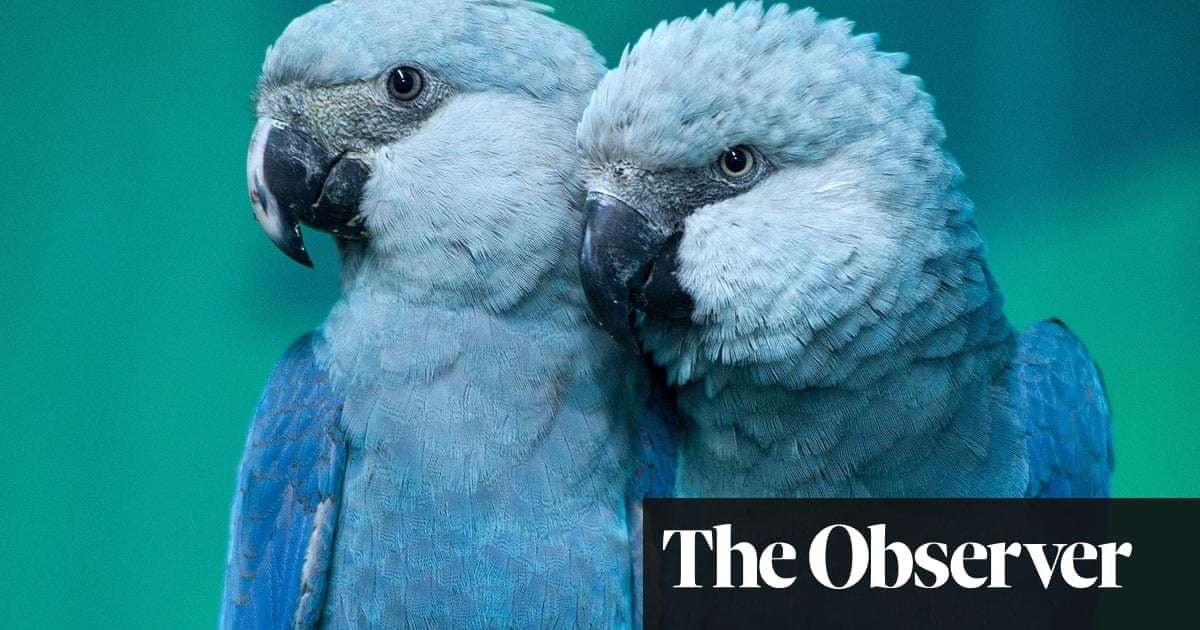 image for ‘Extinct’ parrots make a flying comeback in Brazil