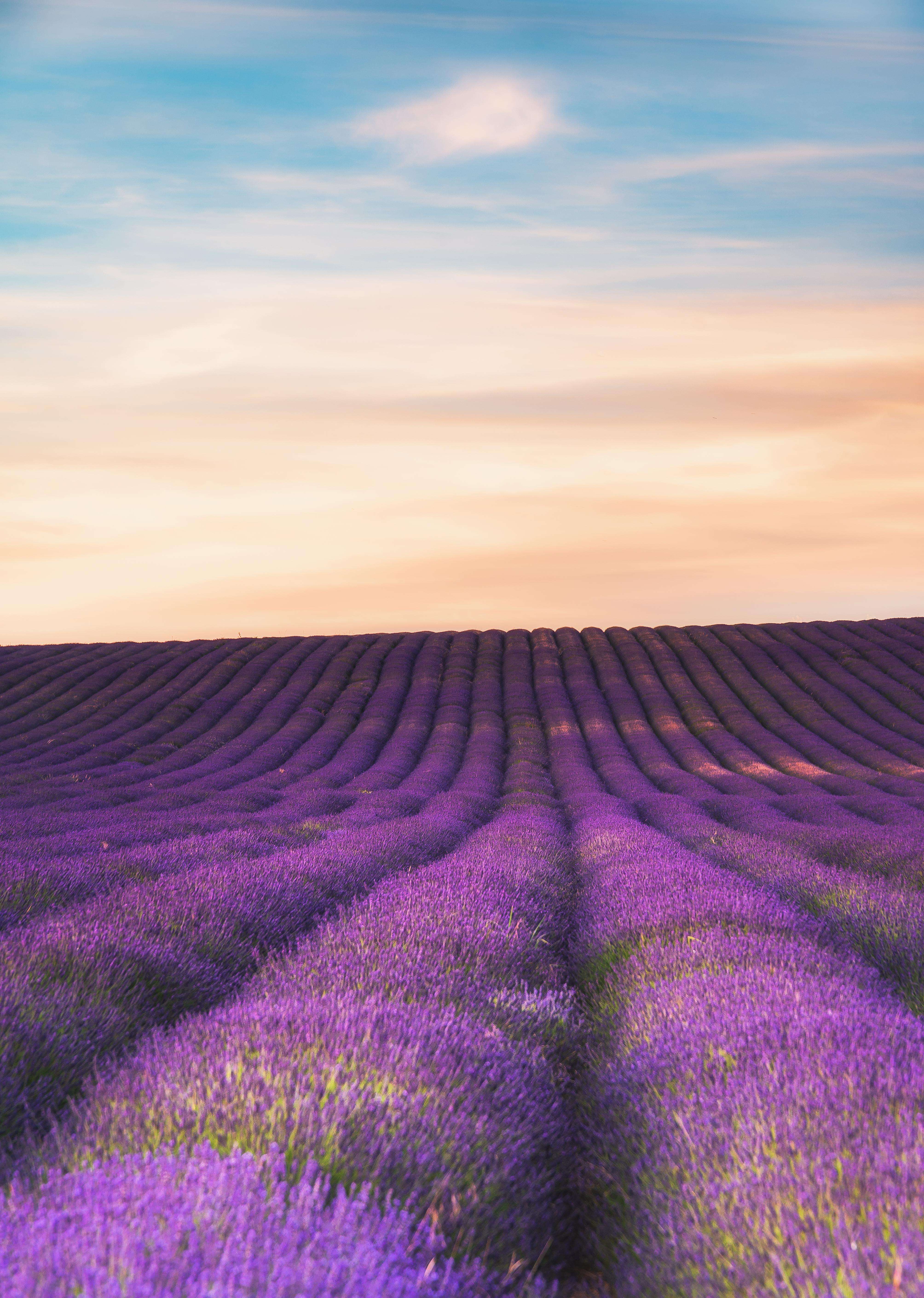 image showing A field of lavender, Hitchin, Hertfordshire, UK