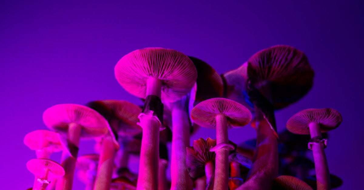 image for Latest Psilocybin Microdosing Study, Powered by Quantified Citizen, Finds Improved Mental Health and Psychomotor Performance in Those Over 55 Years of Age