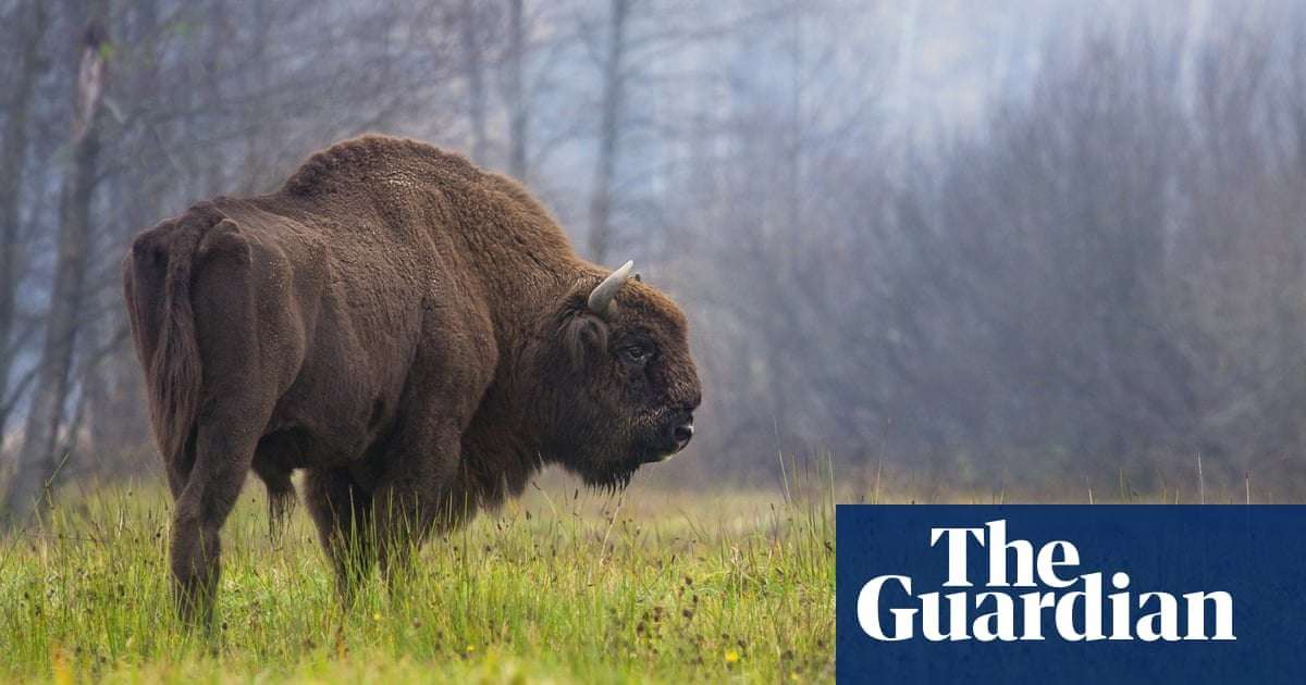image for Wild bison return to UK for first time in thousands of years